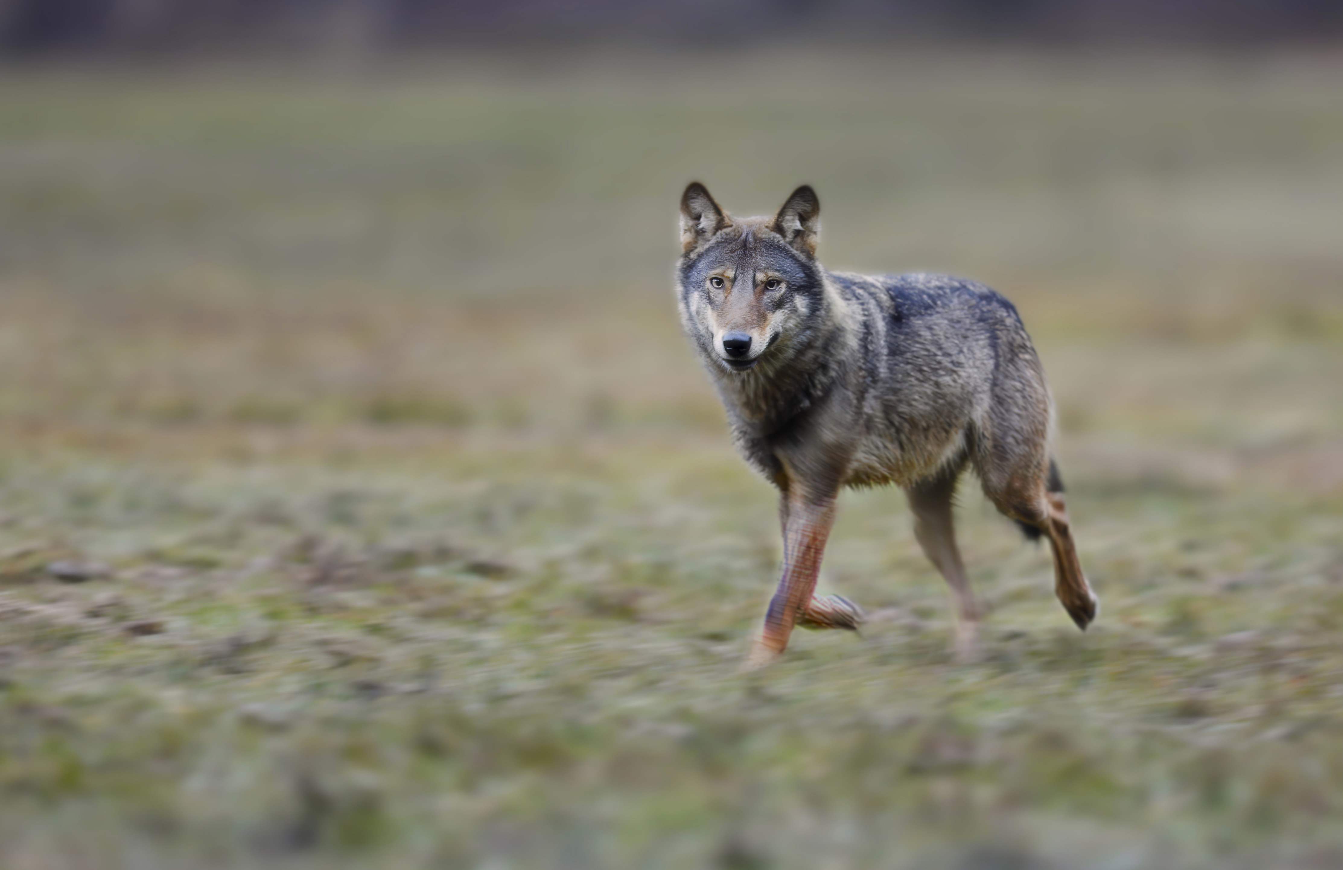 Wolfwelpe