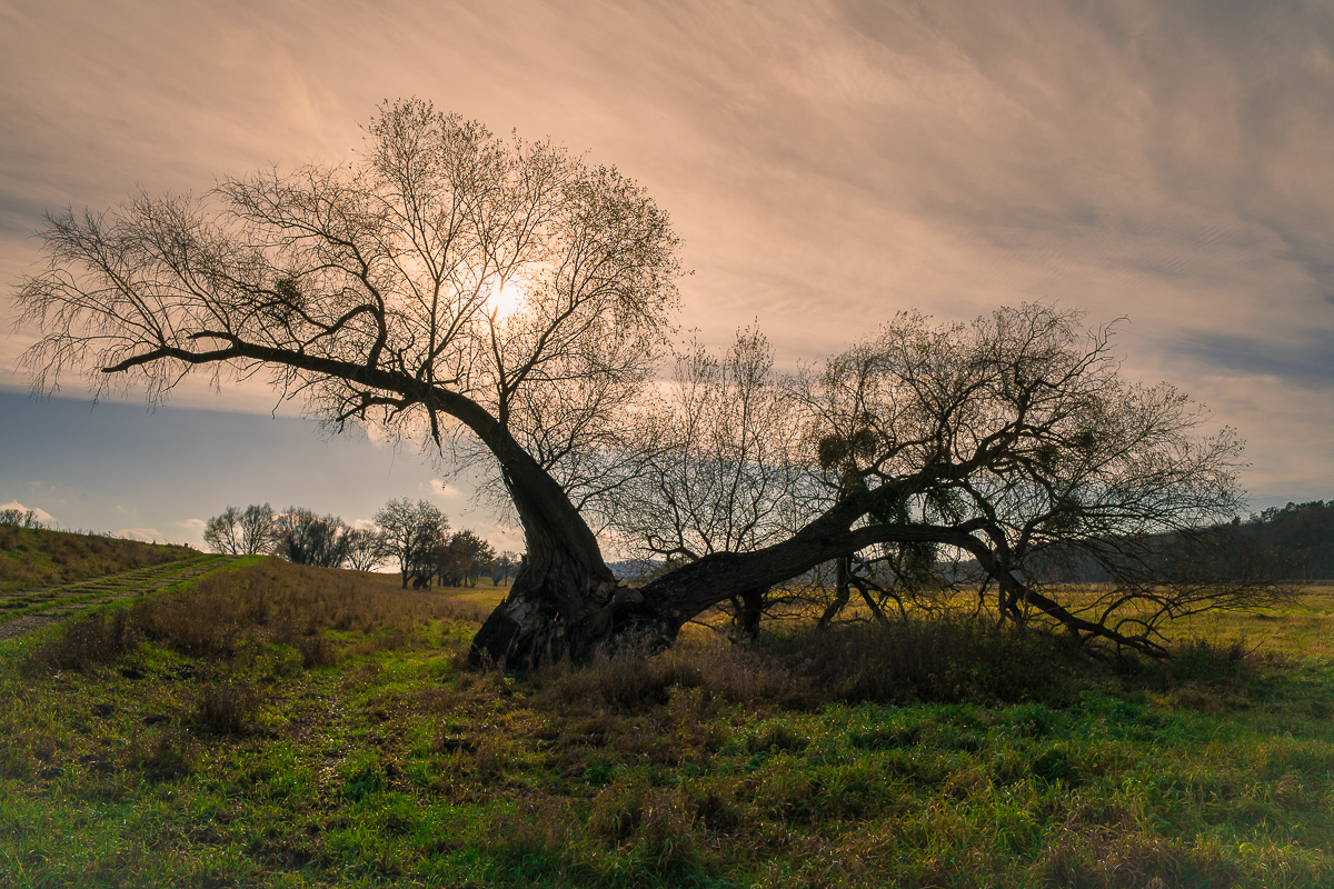 Stille