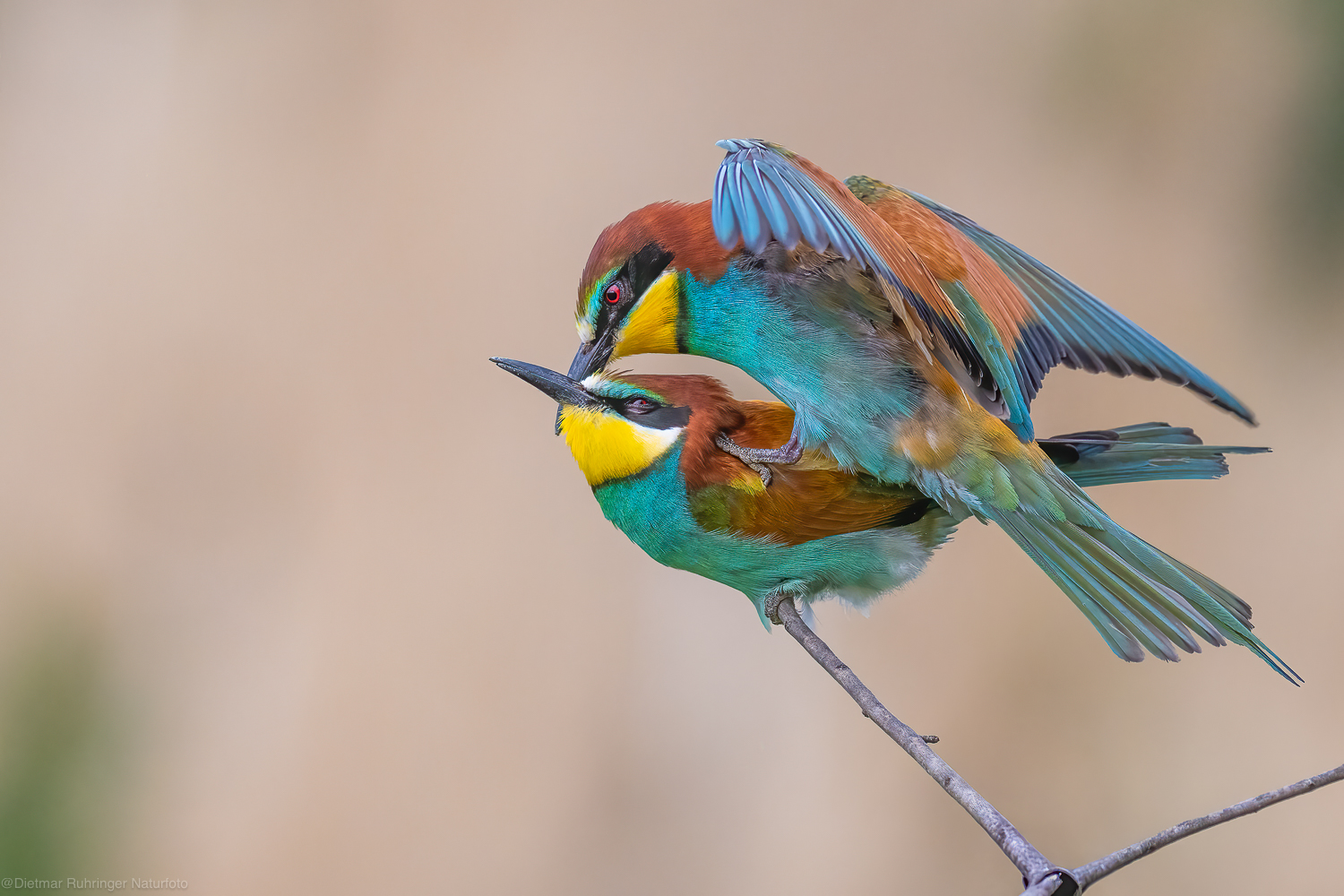 Zweisamkeit auf dünnem Ast