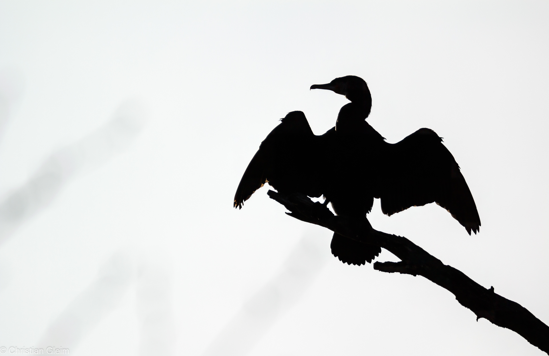 Wächter