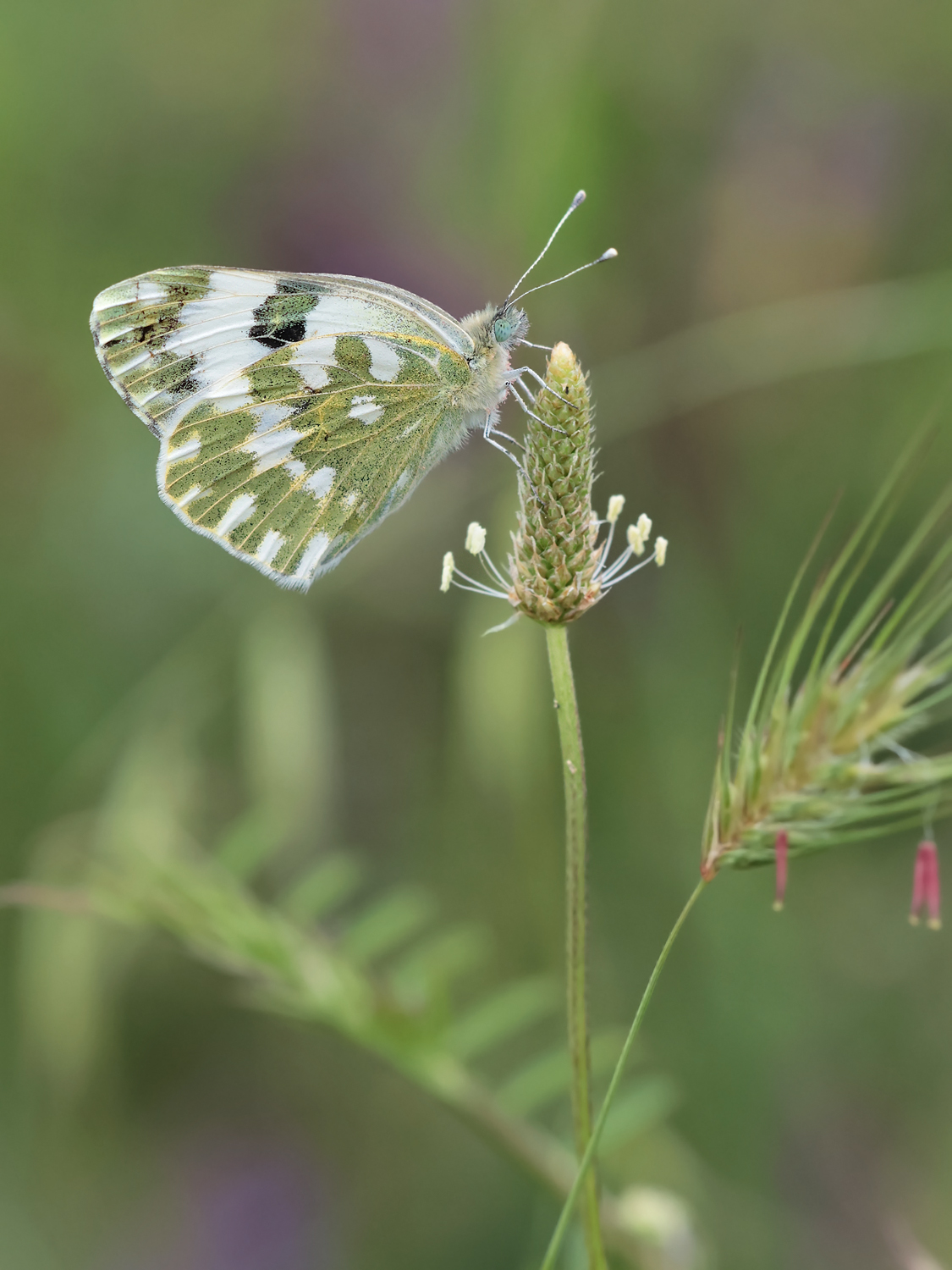 Resedafalter im Lebensraum