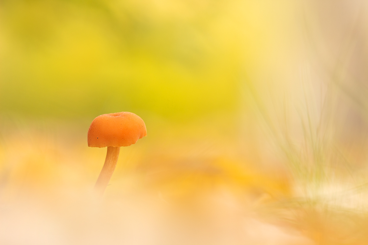 Kleine Herbstimpression