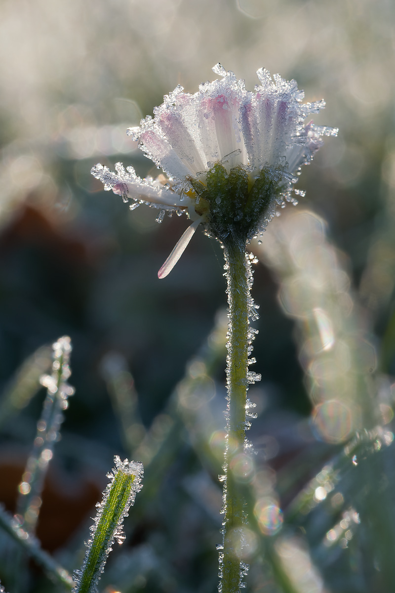Gänseblümchen bei  -7° C