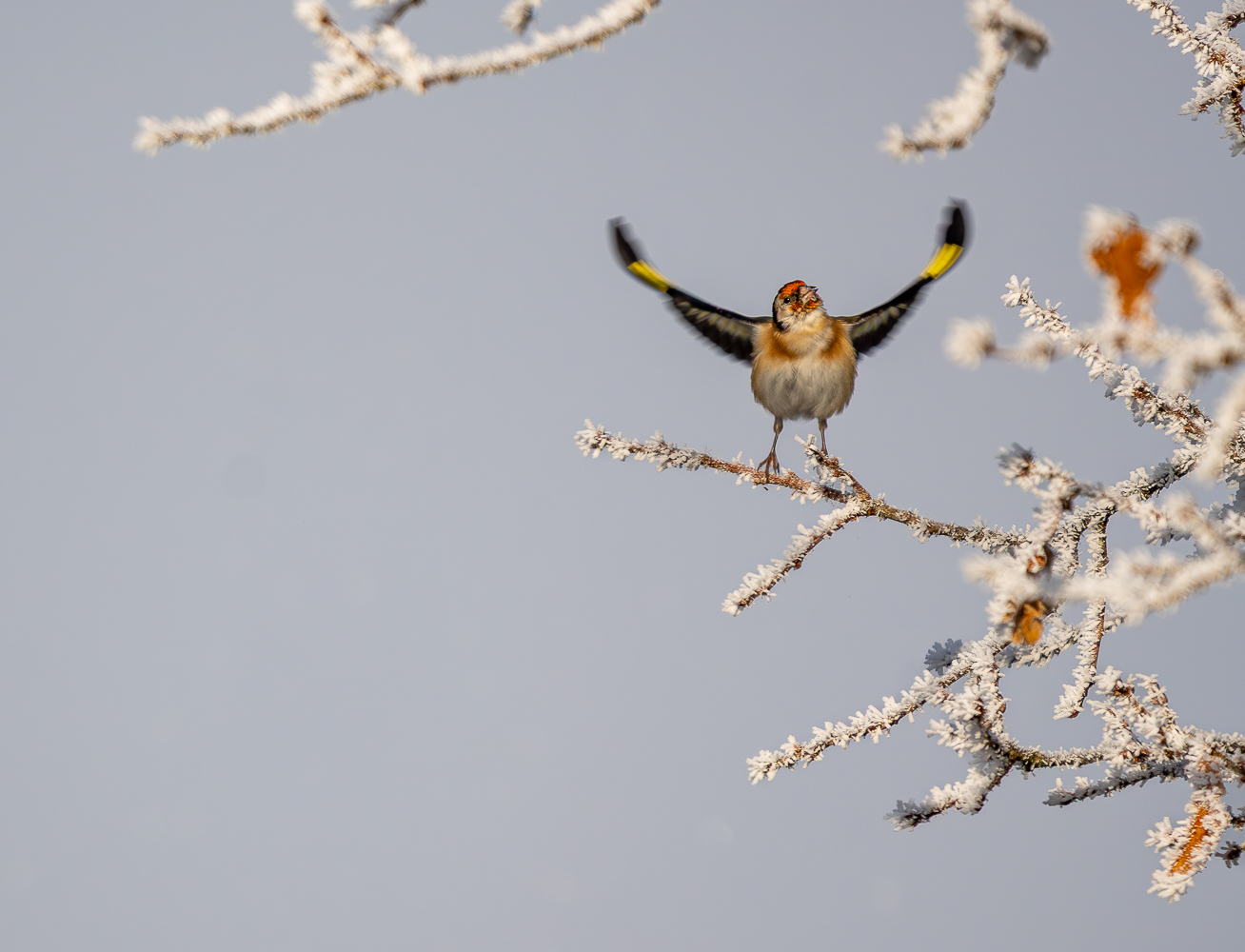 Frostiger Morgen