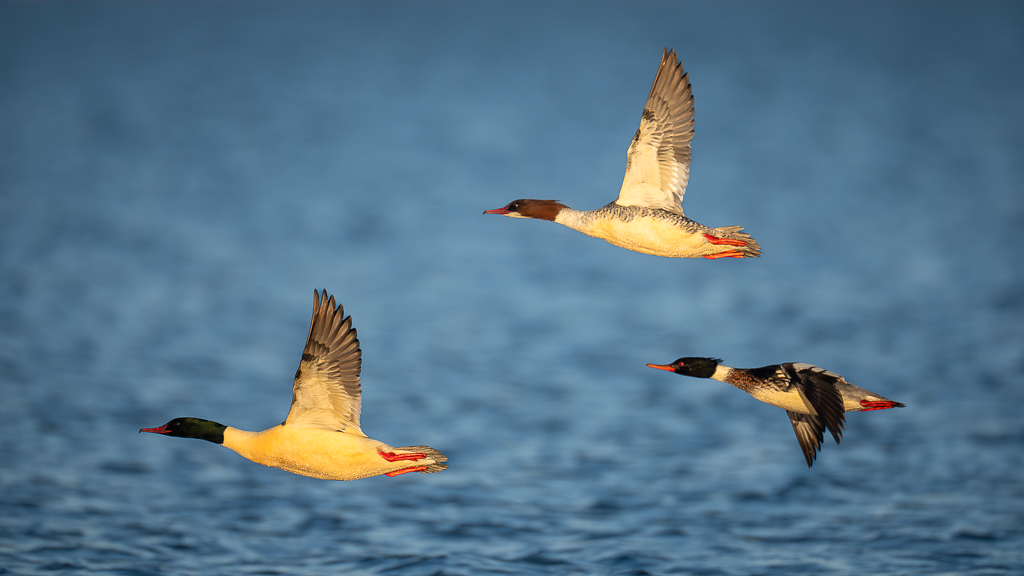 Gänse- & Mittelsäger