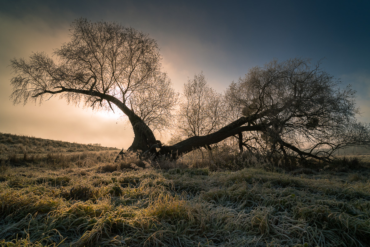Nebelmorgen