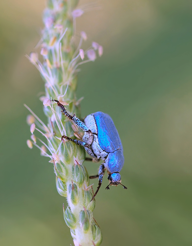 Der Blaue...