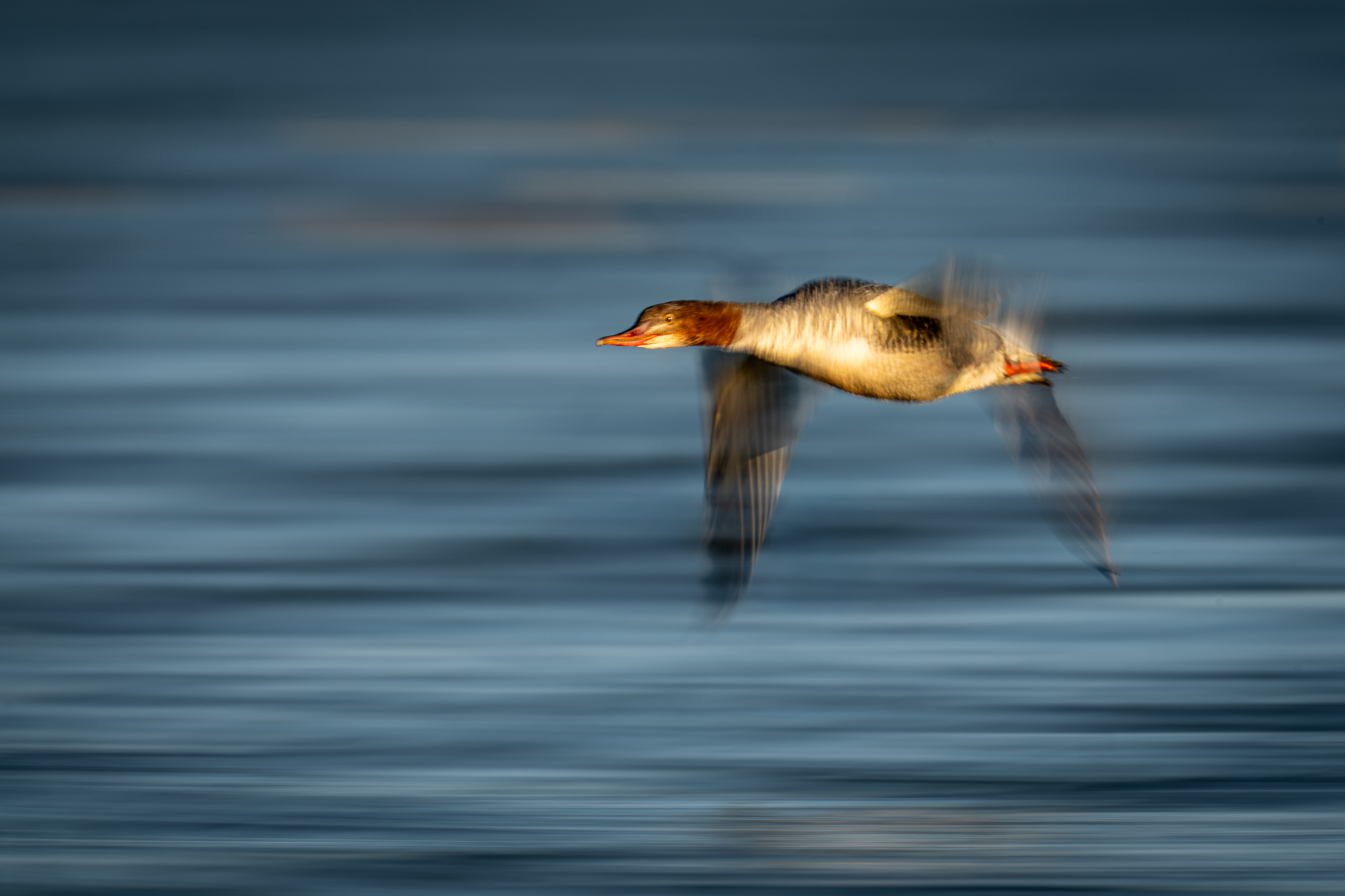 Speed