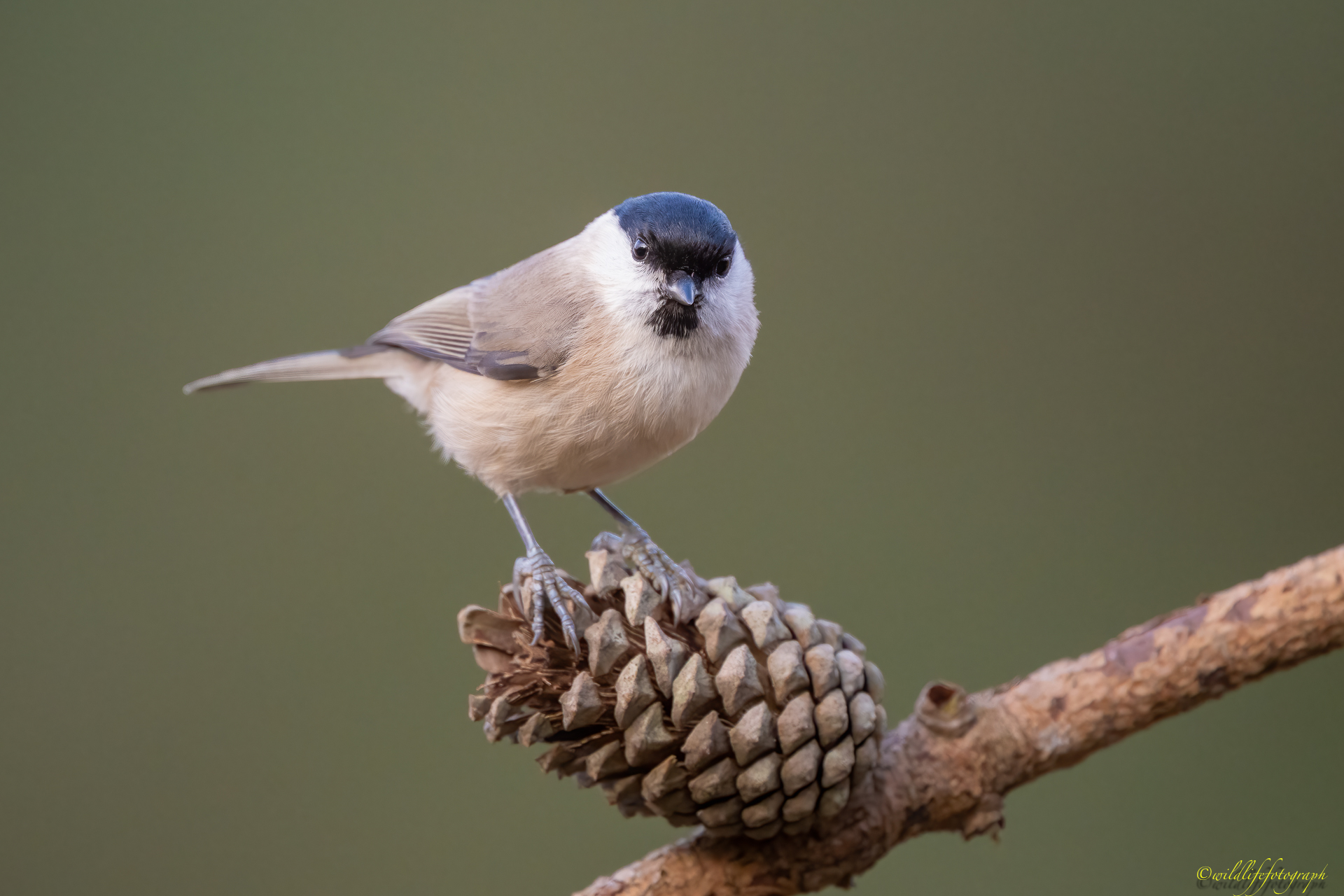 Sumpfmeise auf Zapfen