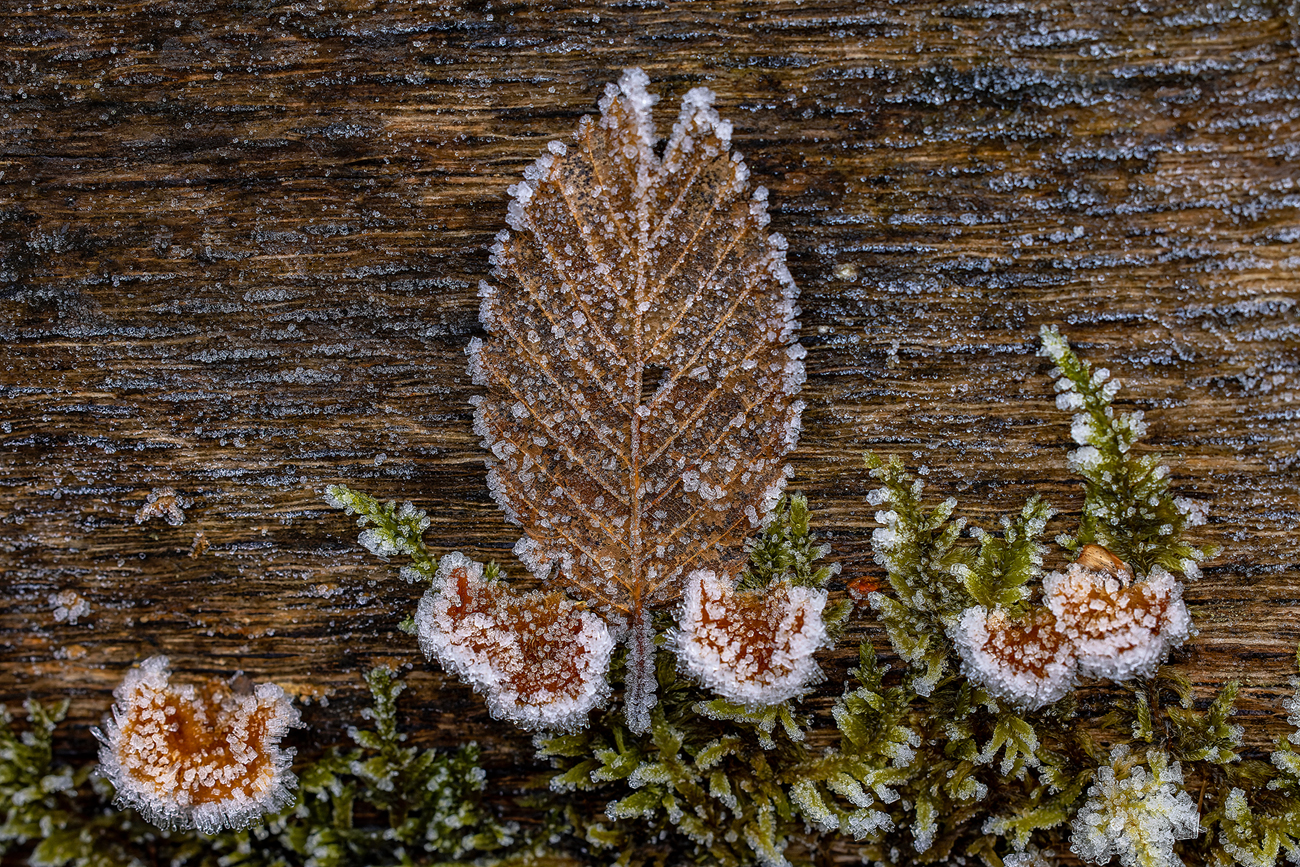 Frost