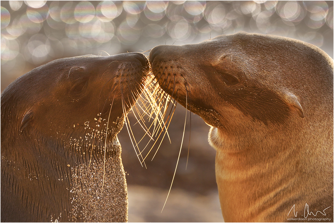 Liebe ist ...