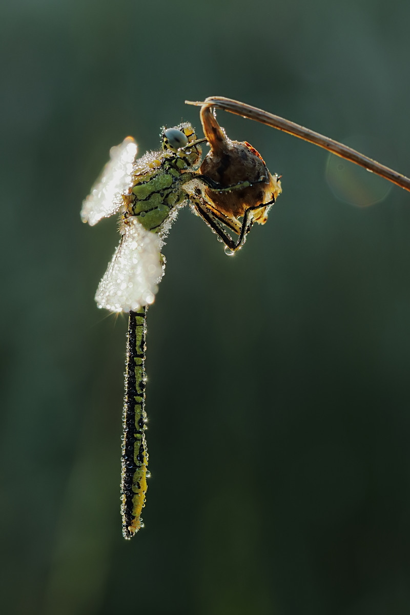 Westliche Keiljungfer