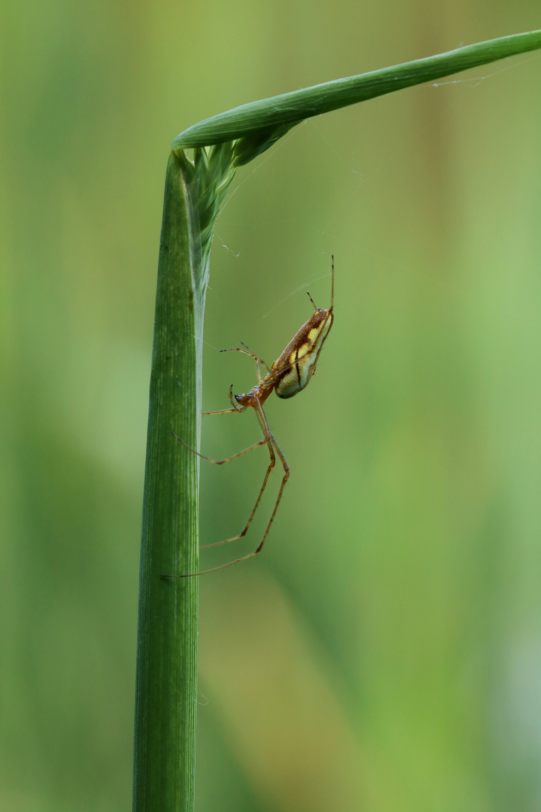 Streckerspinne
