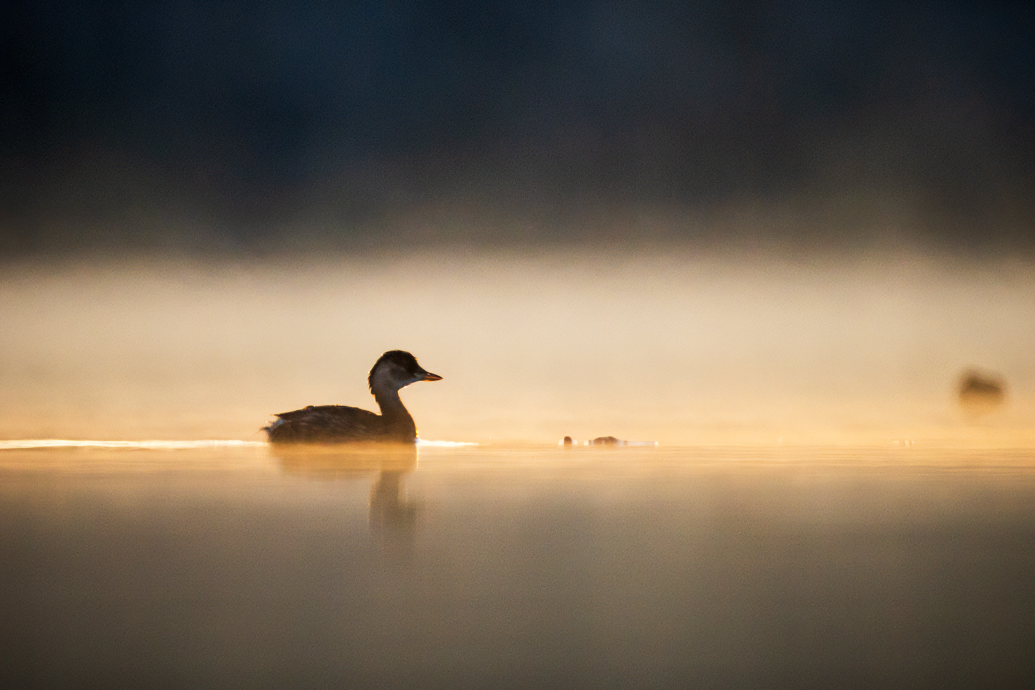 Zwergtaucher am Morgen