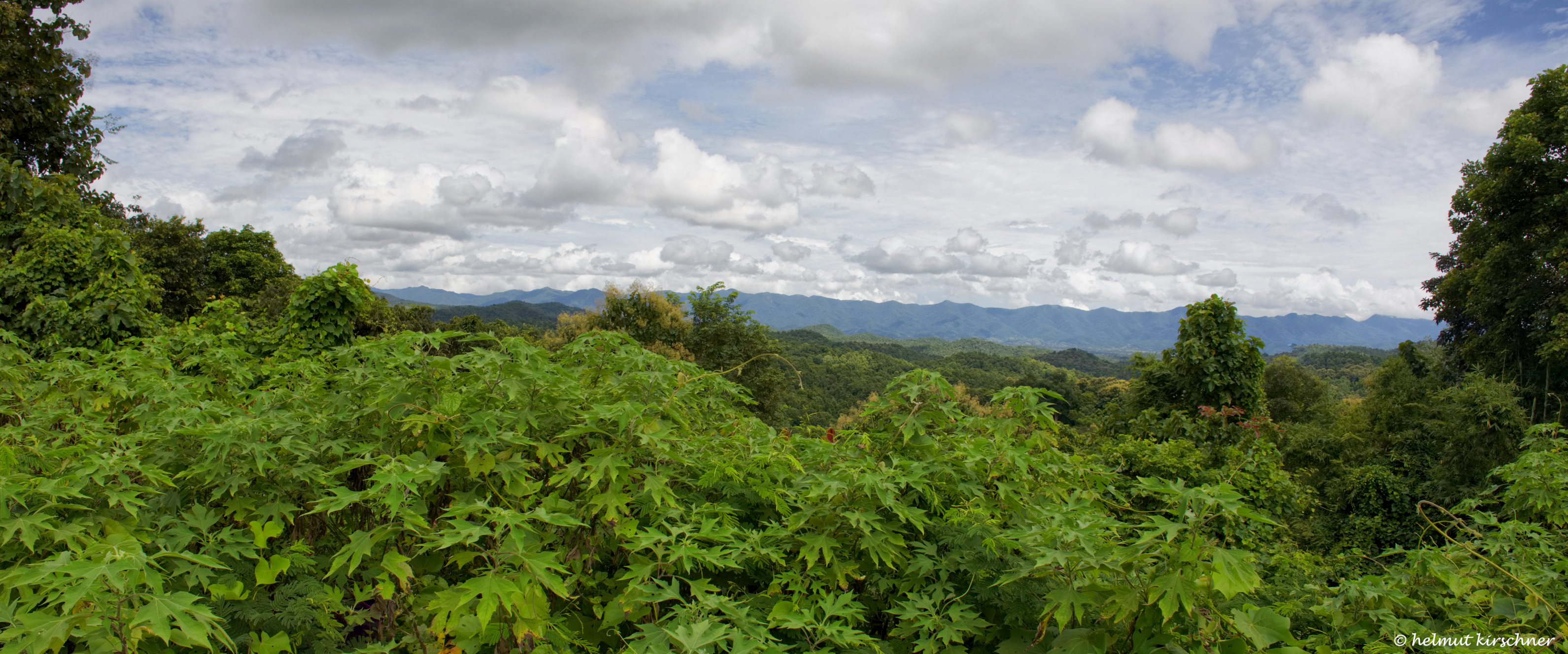 Wald Panorama