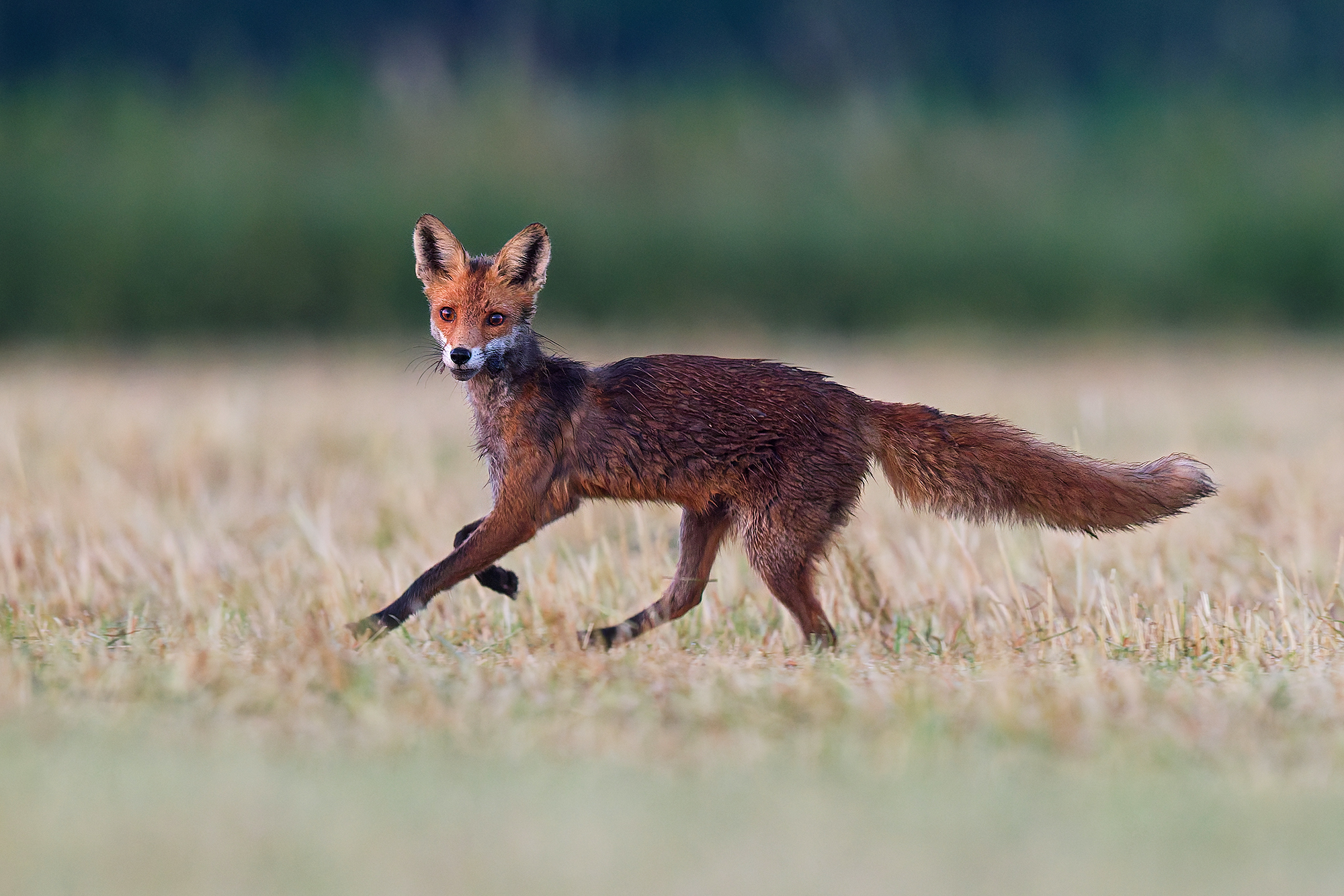 fox on the run