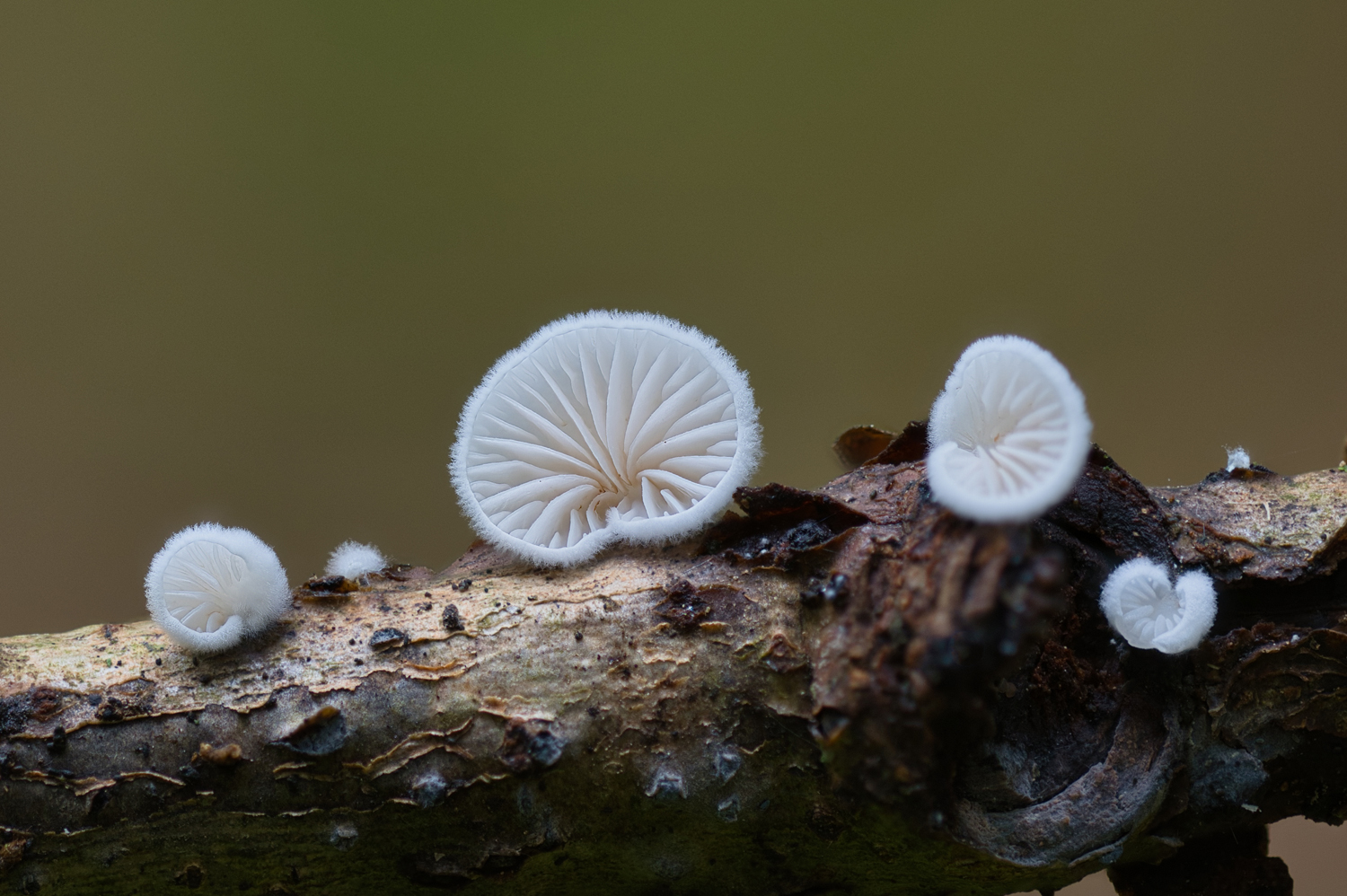 Weichhaariges Stummelfüßchen