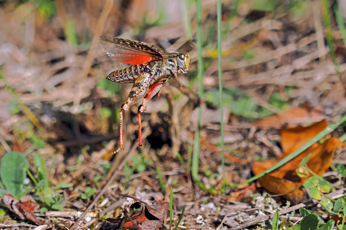 Für Stefan noch eine rote Oedi