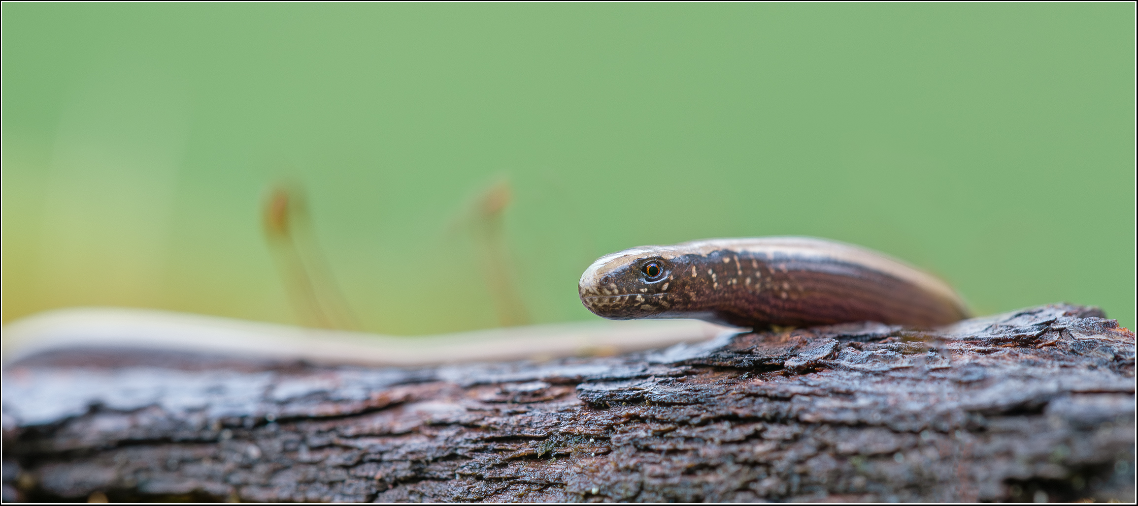 Der beinlose „Hartwurm“,...