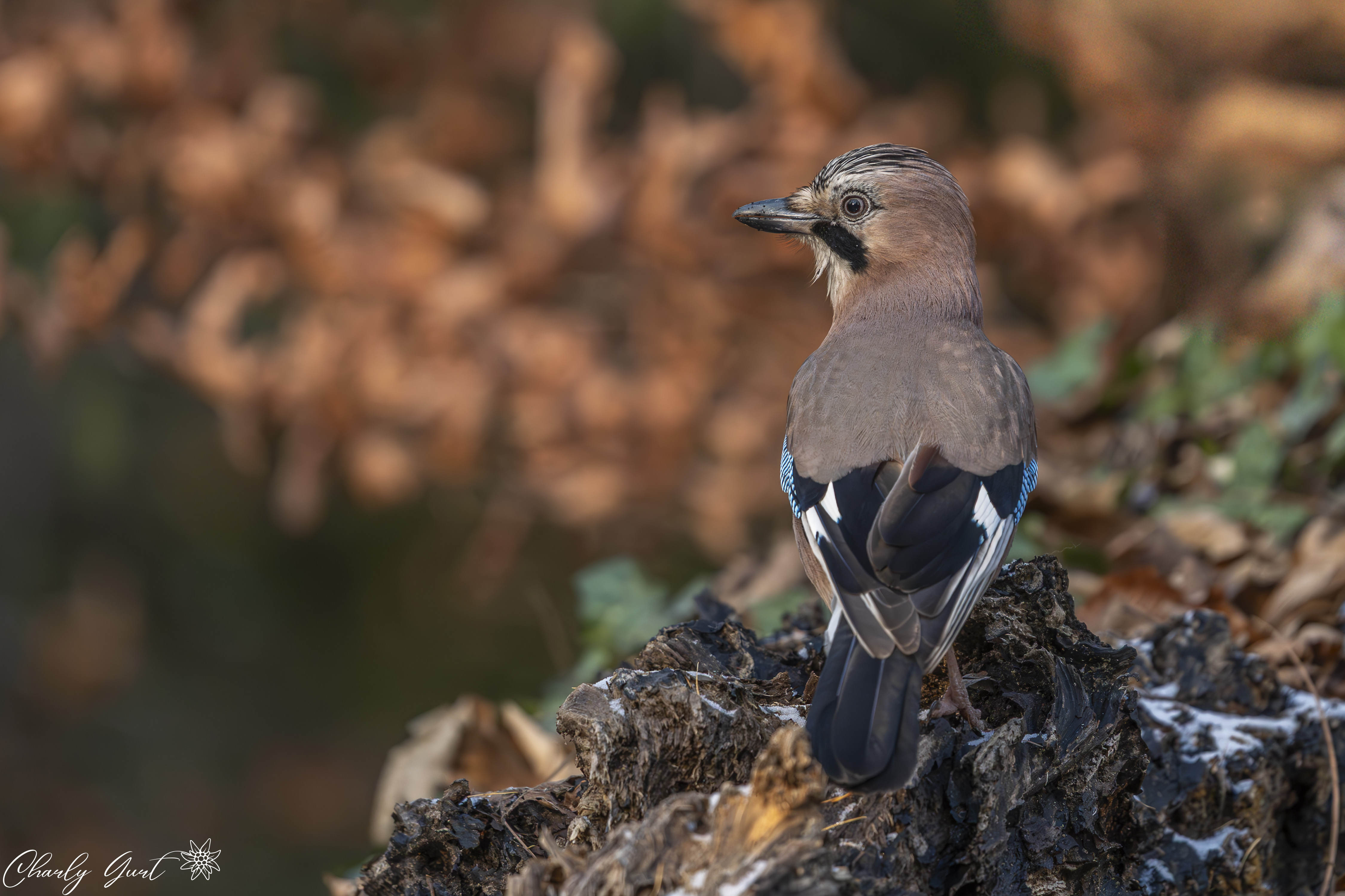 Herbst - Eichelhäher