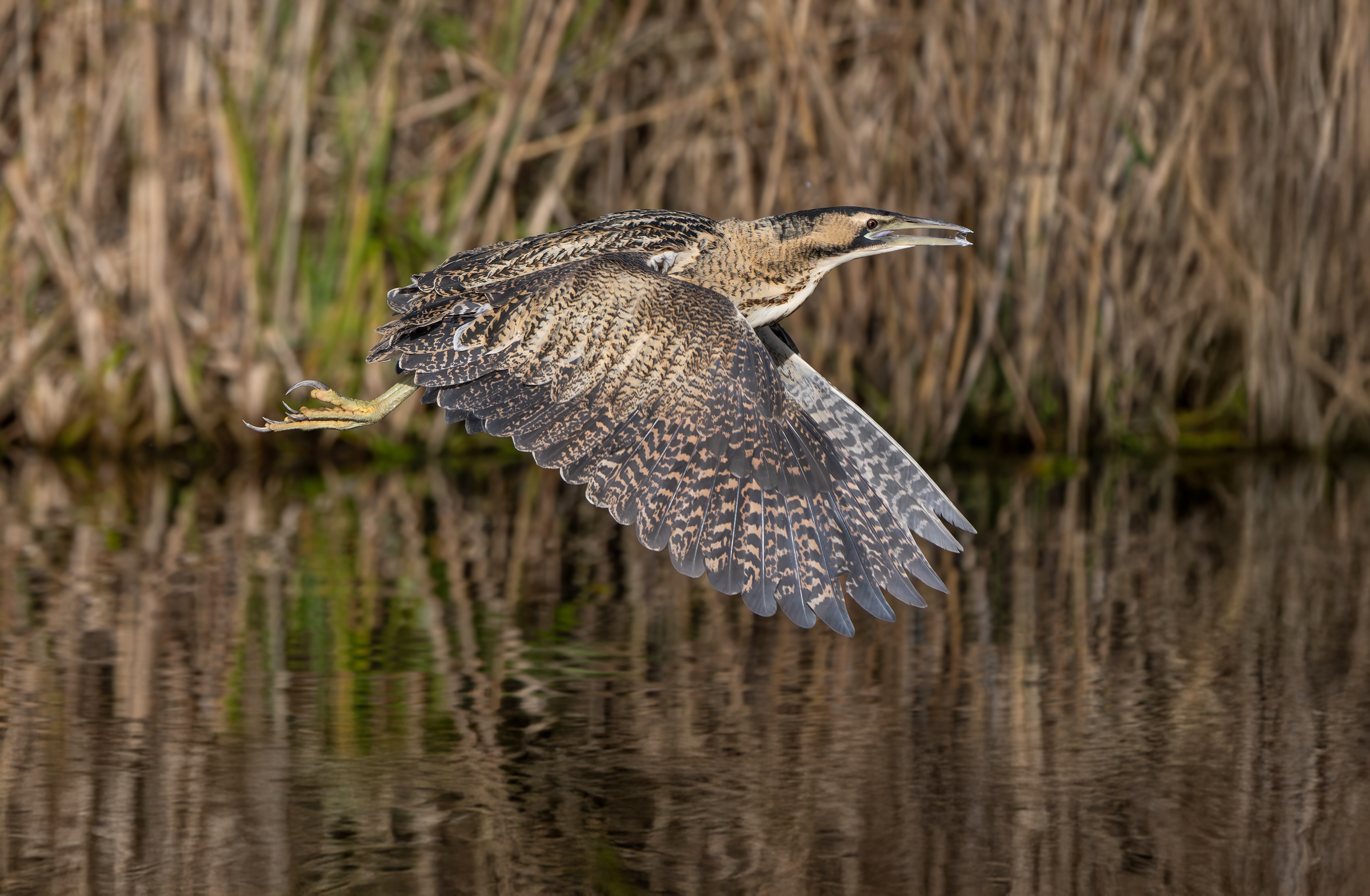 Rohrdommel im Flug
