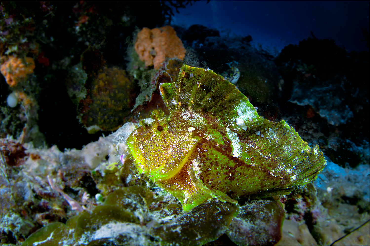 Schaukelfisch