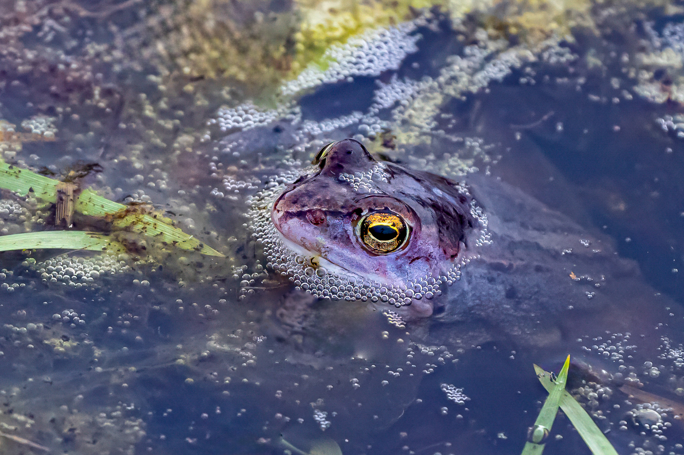 Blubber-Frosch