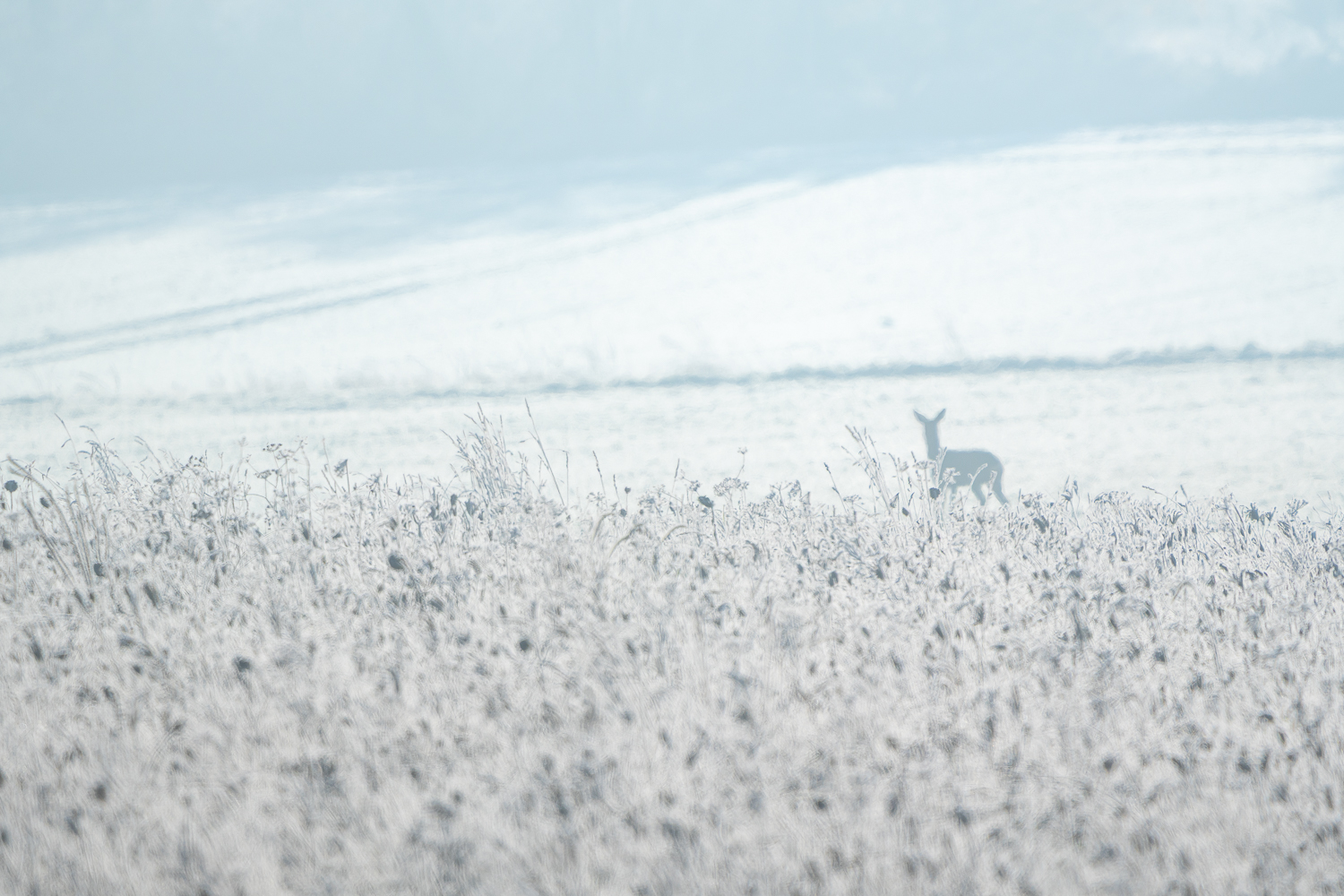 Frost und Nebel