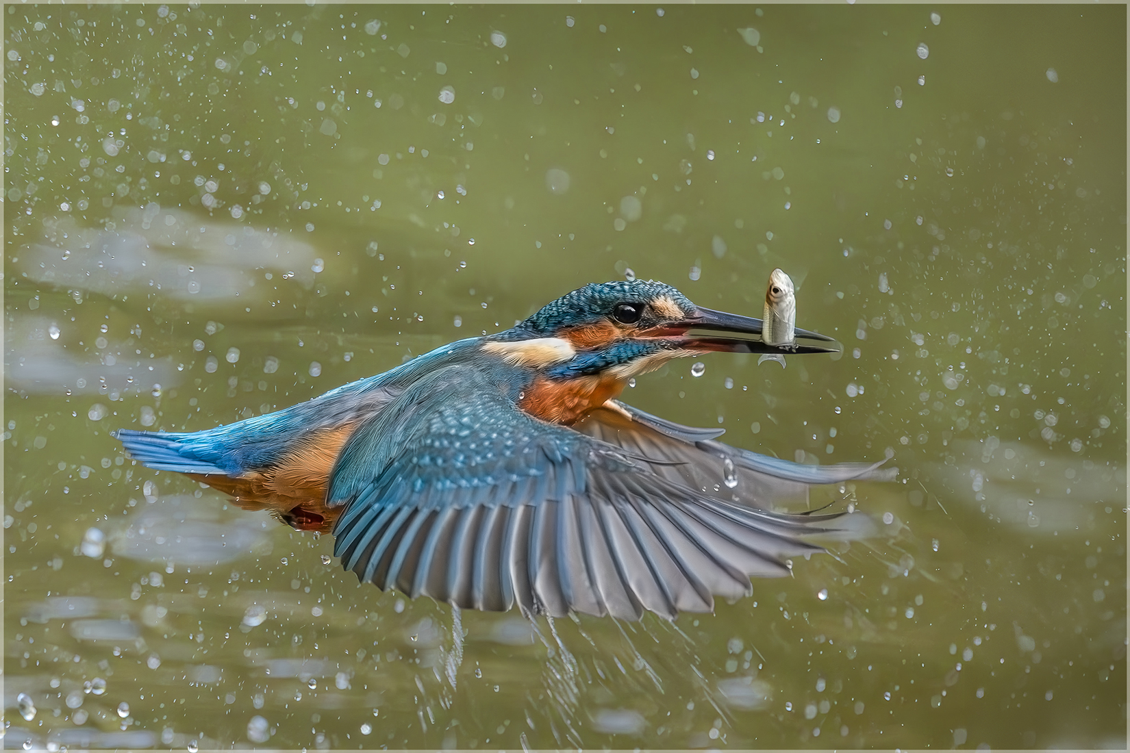 Eisvogel