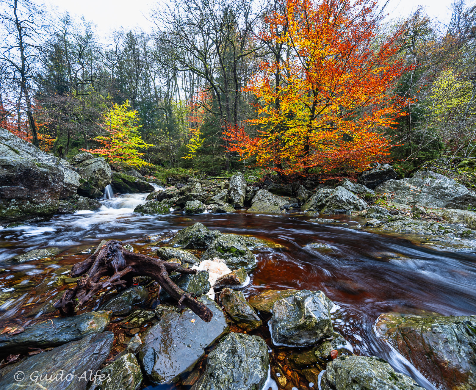 Zur leuchtenden Buche