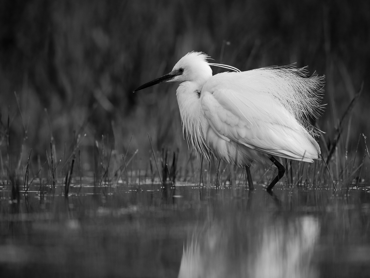 Seidenreiher Mal S/W