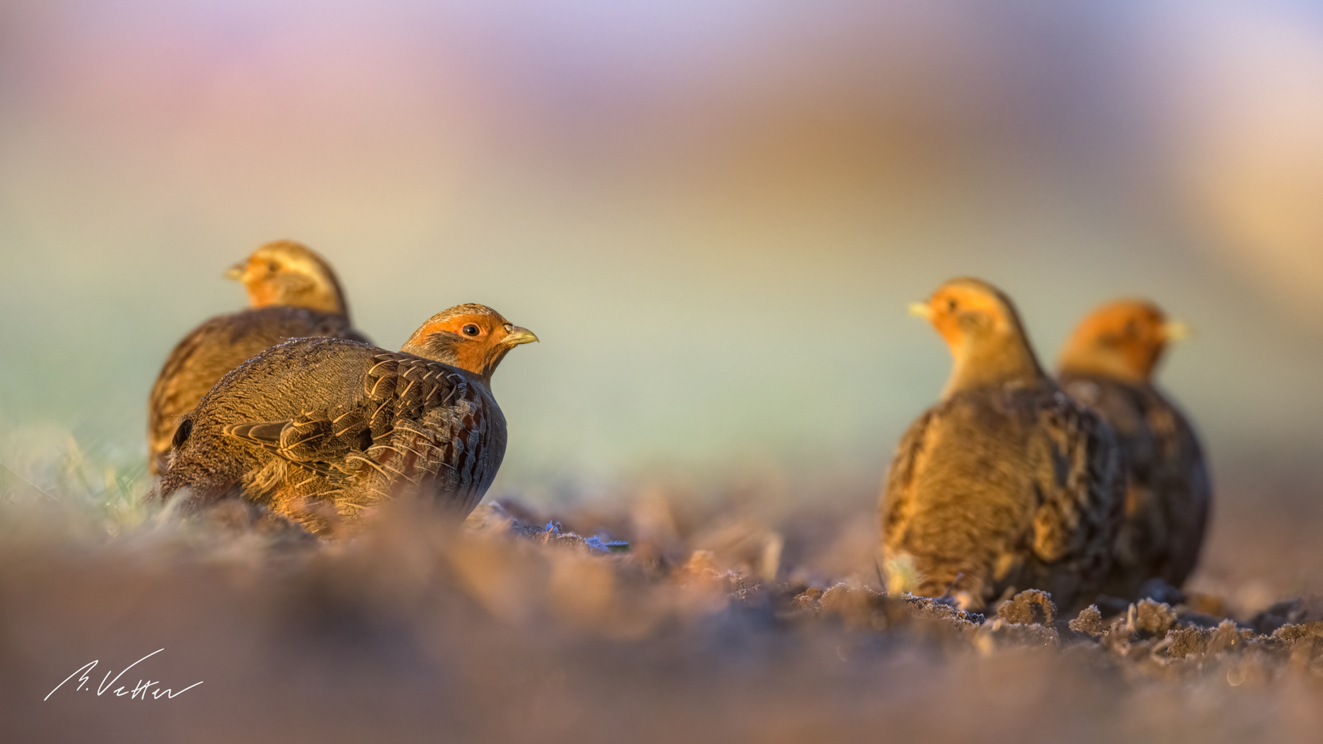 Rebhühner im zarten Morgenfrost