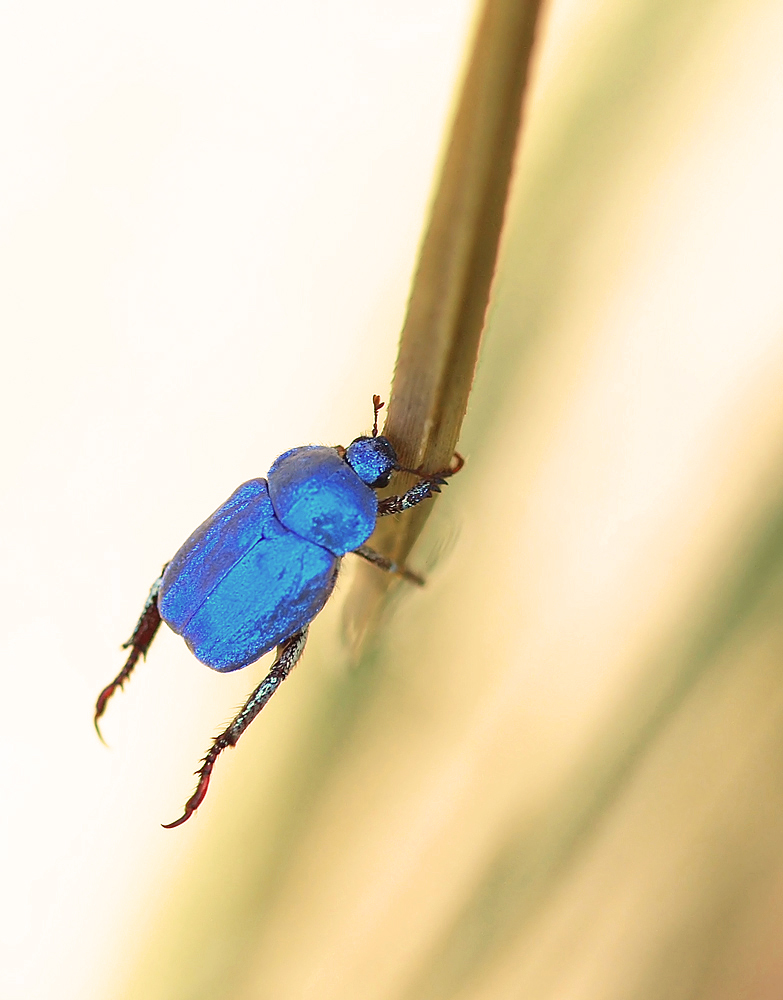Der letzte Blaue...