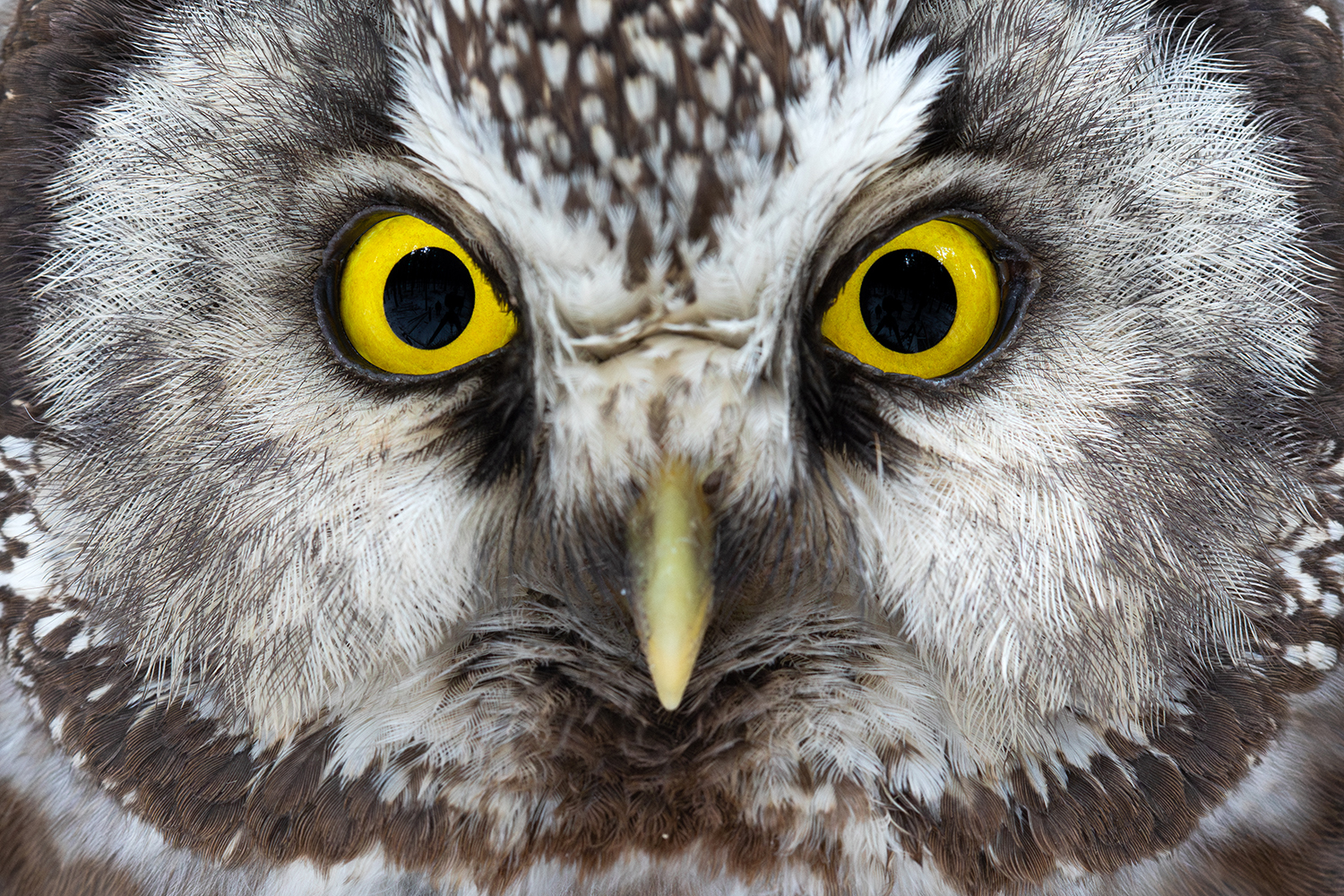 Der Blick