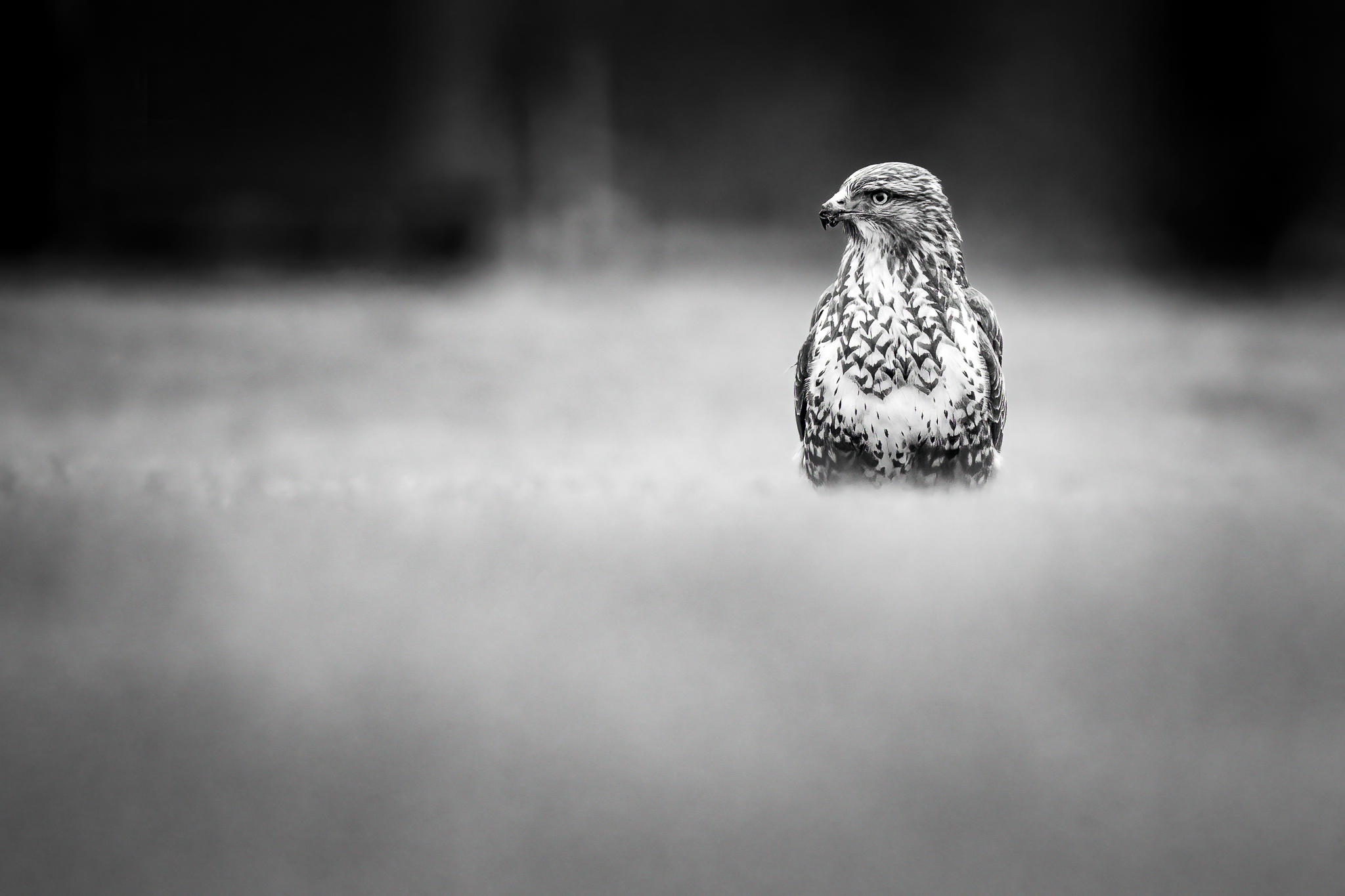 Bussard