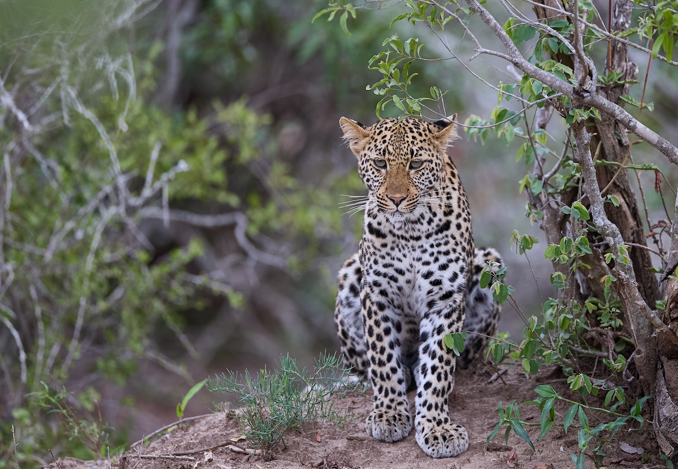 Junge Leopardin