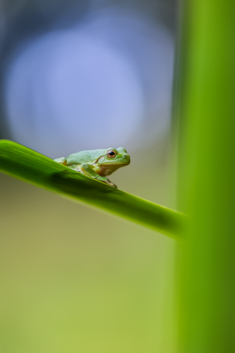 Ein Laubfrosch ...