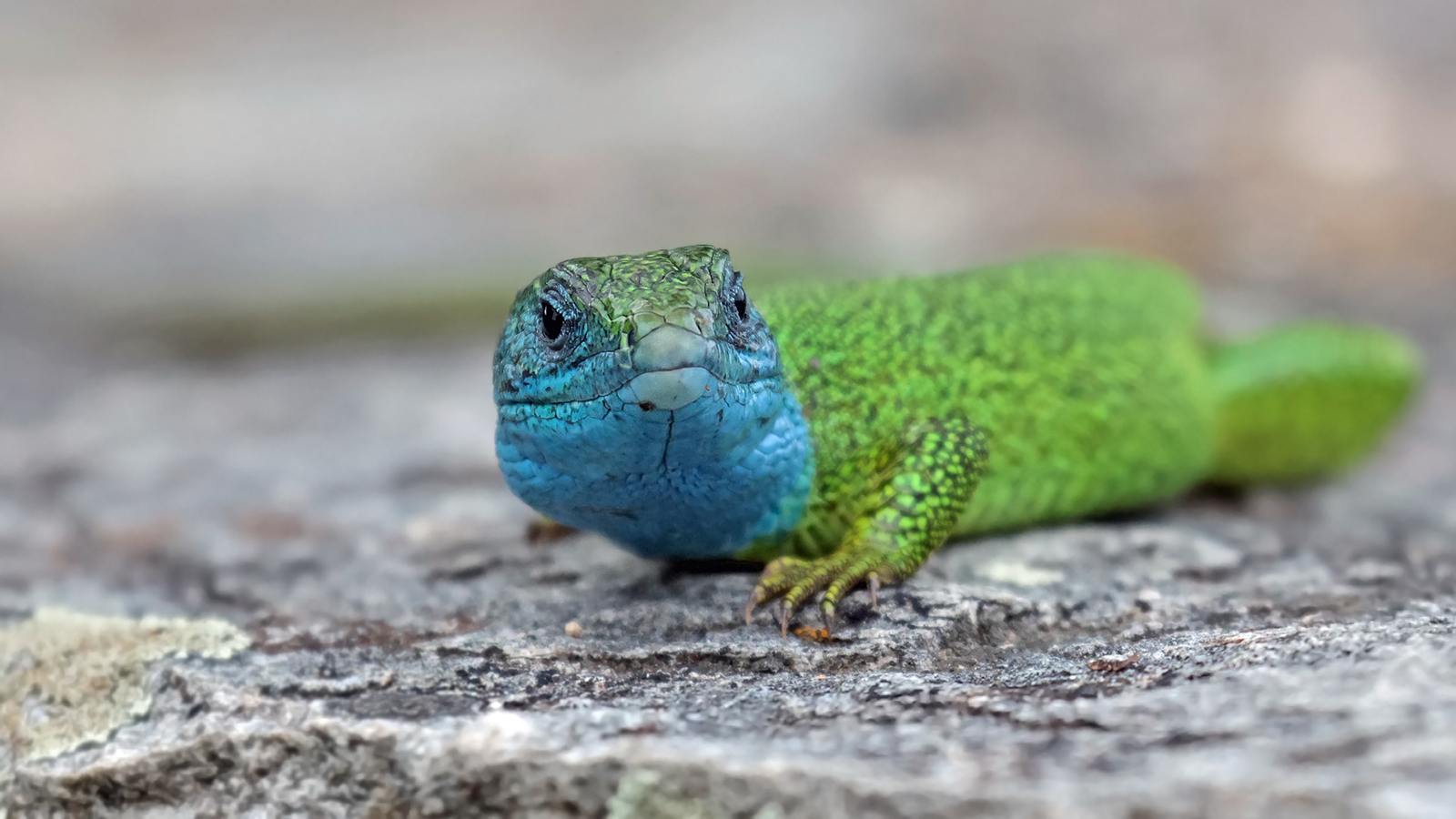 "Blauer Smaragd" - Lacerta Viridis