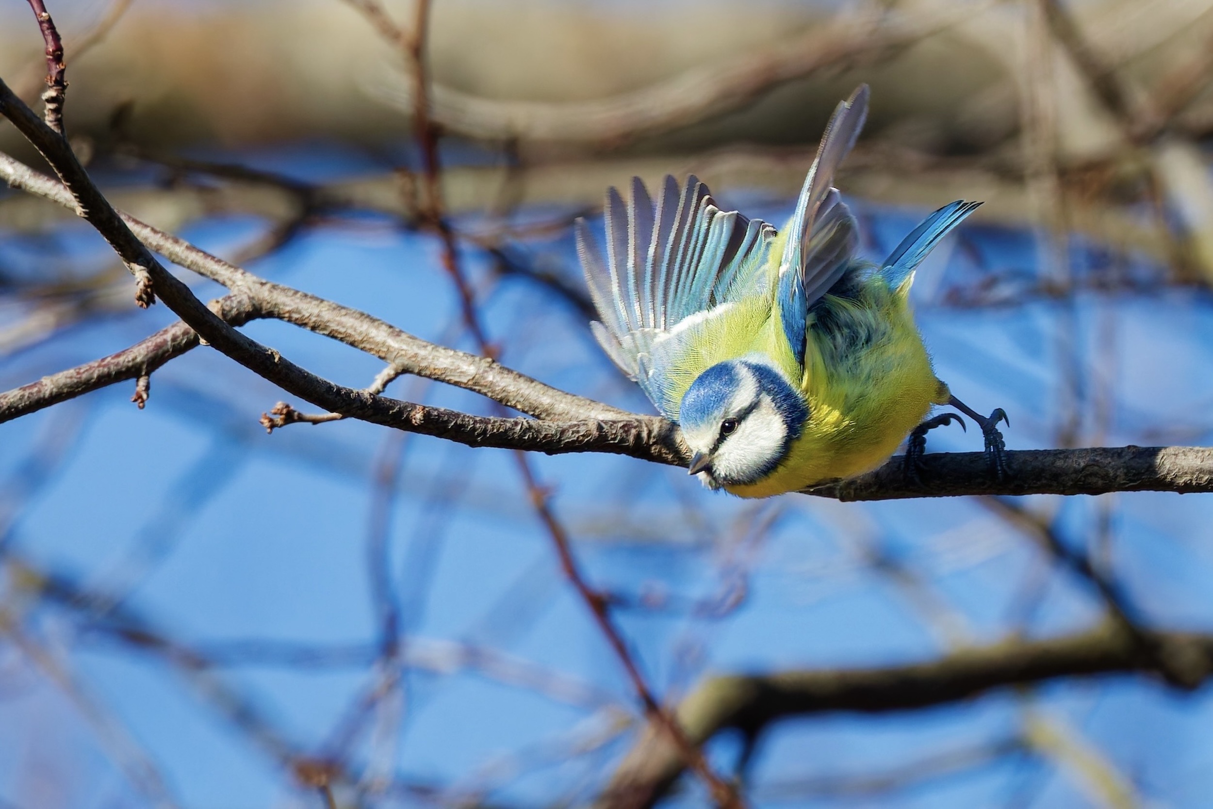 Invasion der Blaumeisen