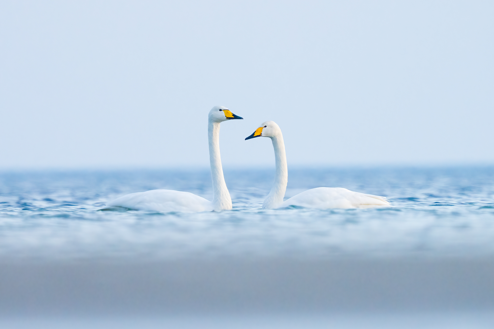 Singschwäne