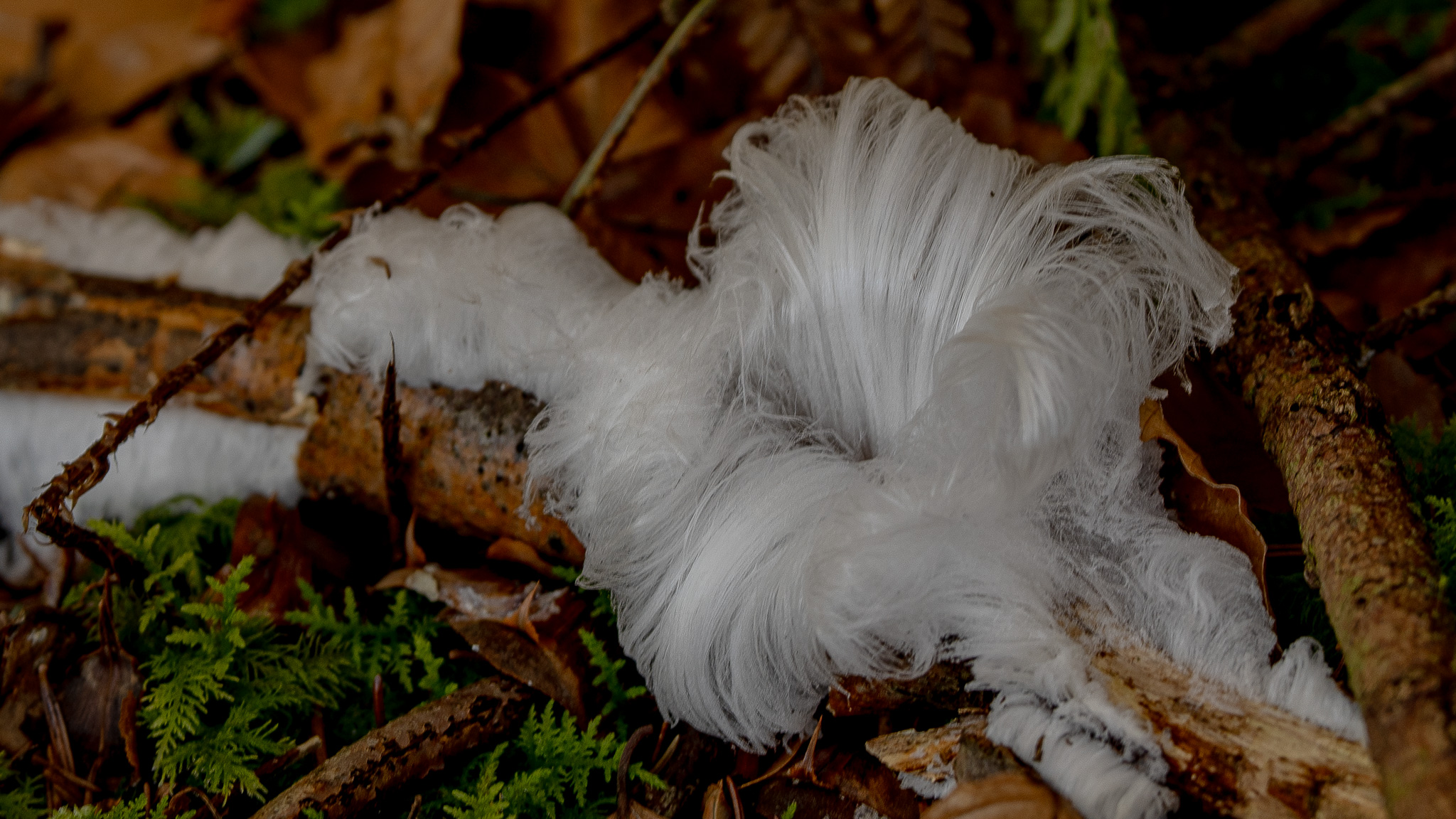 Eishaar im Wald