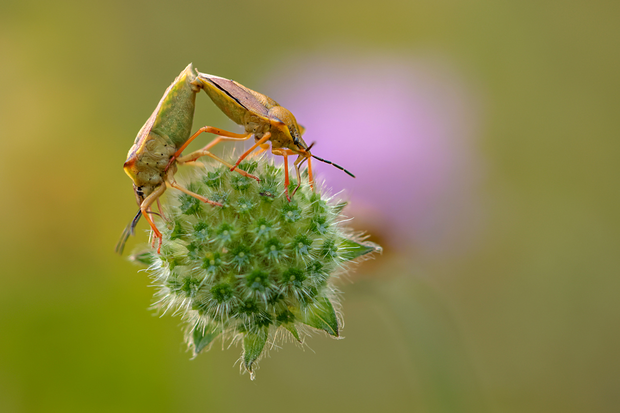 Die ganze Welt der Wanzen!