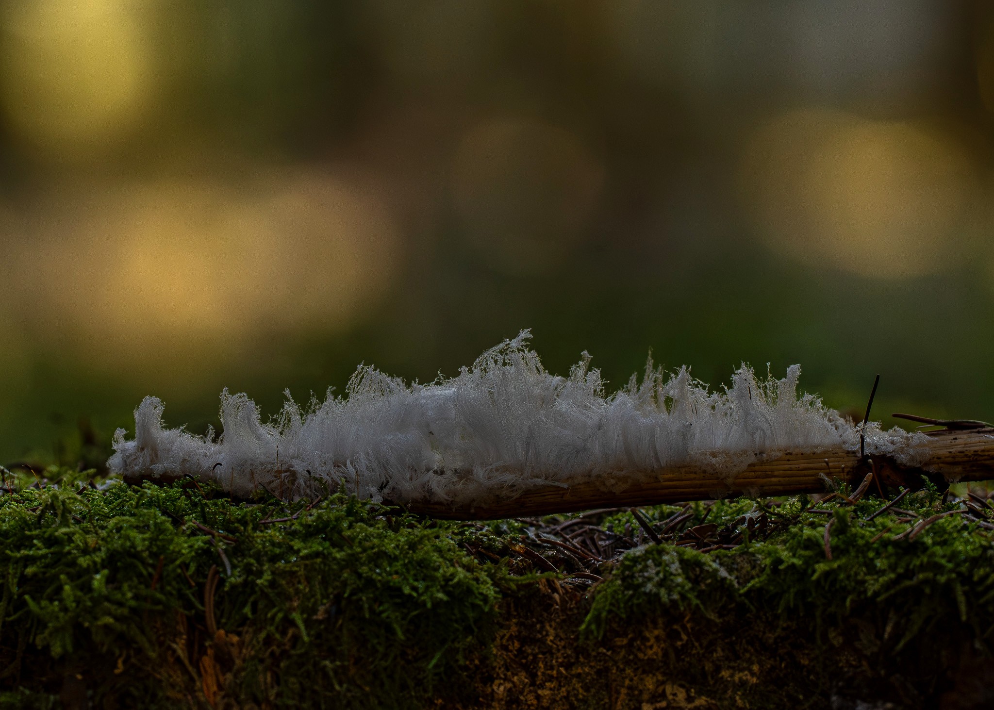 Haareis im Wald