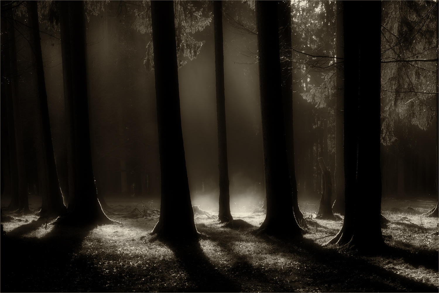 Sonne trifft auf Bodennebel ...