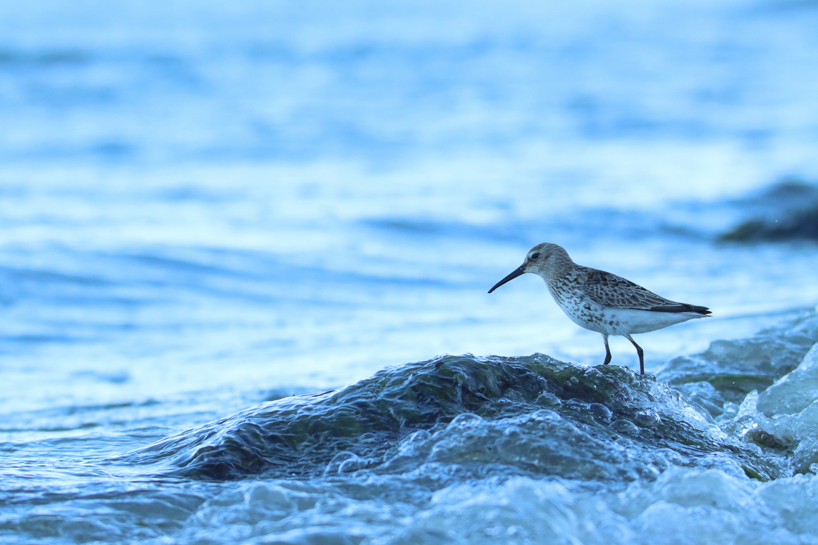 Alpi am Ostseestrand