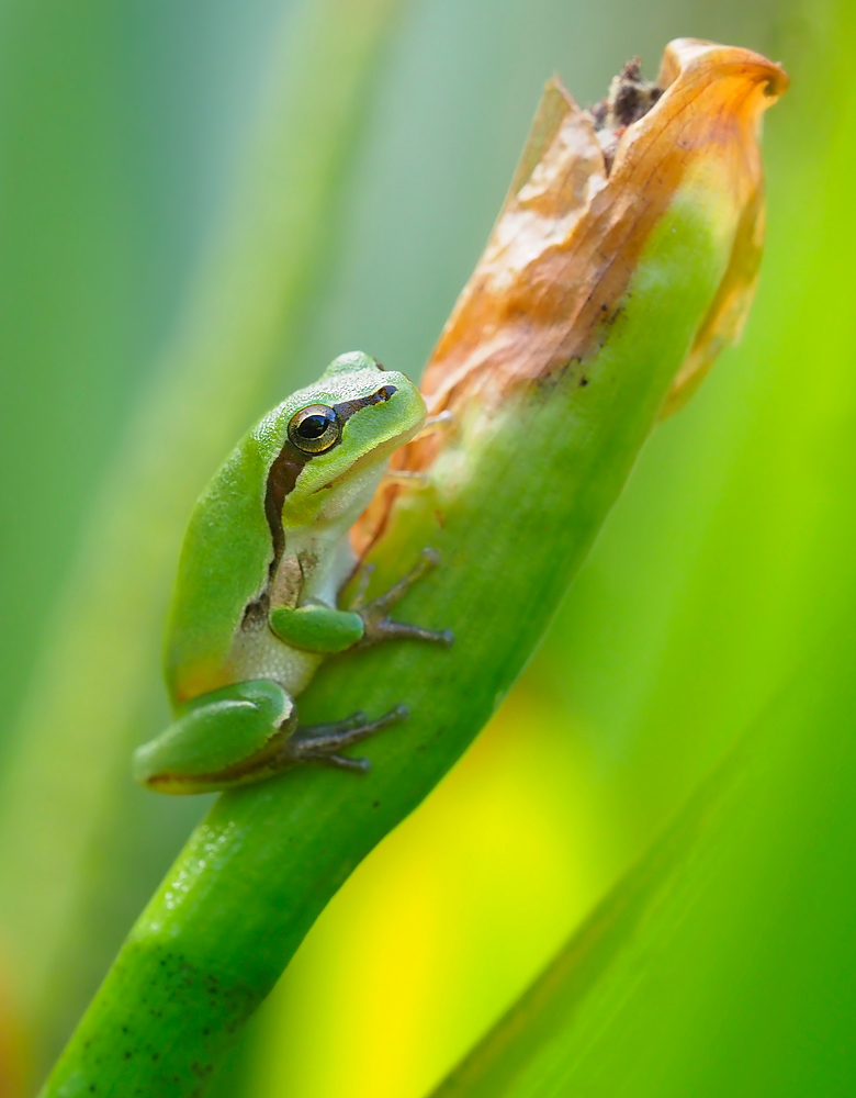 Babyfrosch in seinem Umfeld