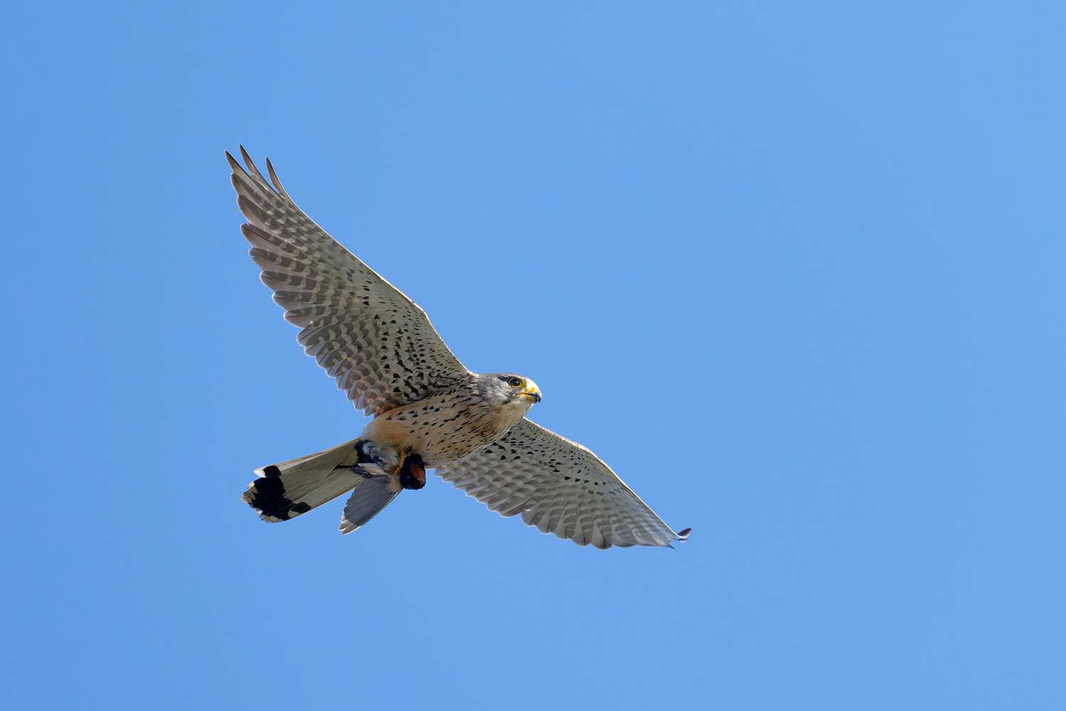 Der letzte Flug der Rauchschwalbe