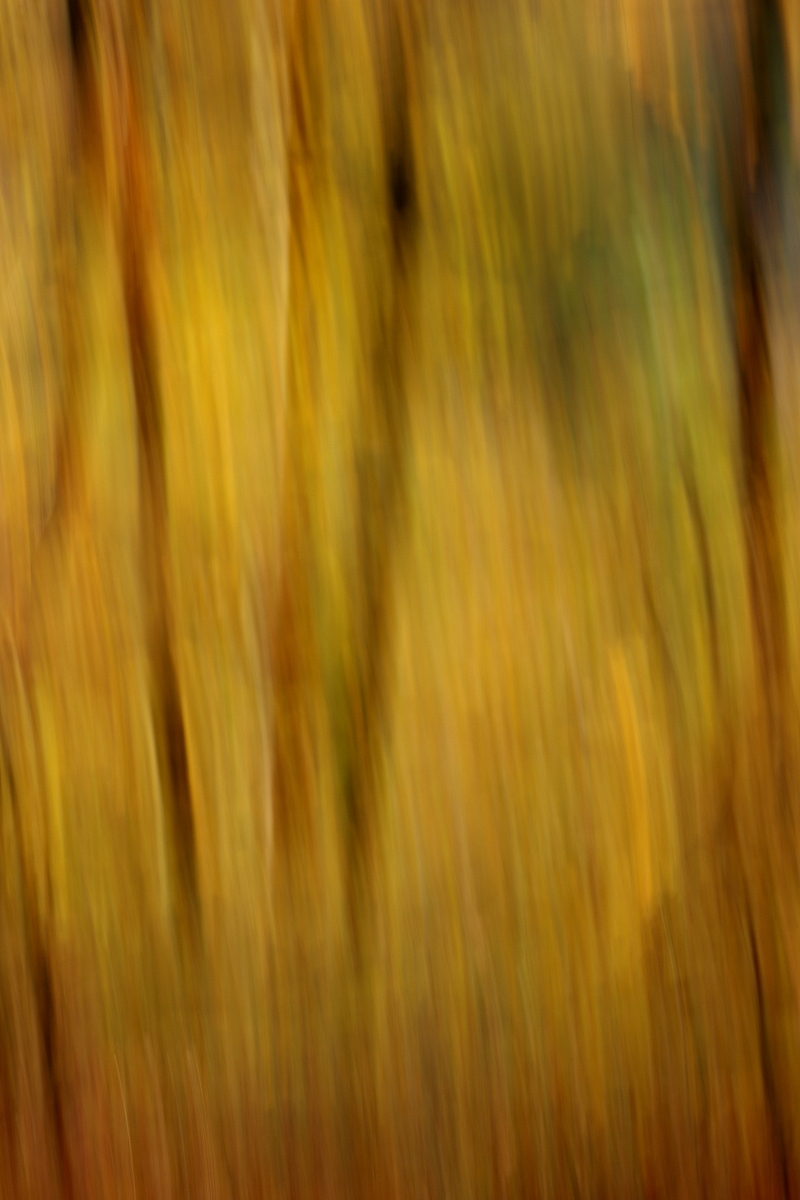 Herbst im Wald