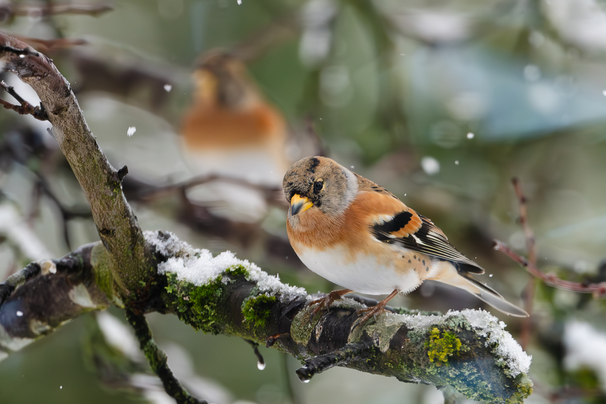 Berginken - Unsere Wintervögel