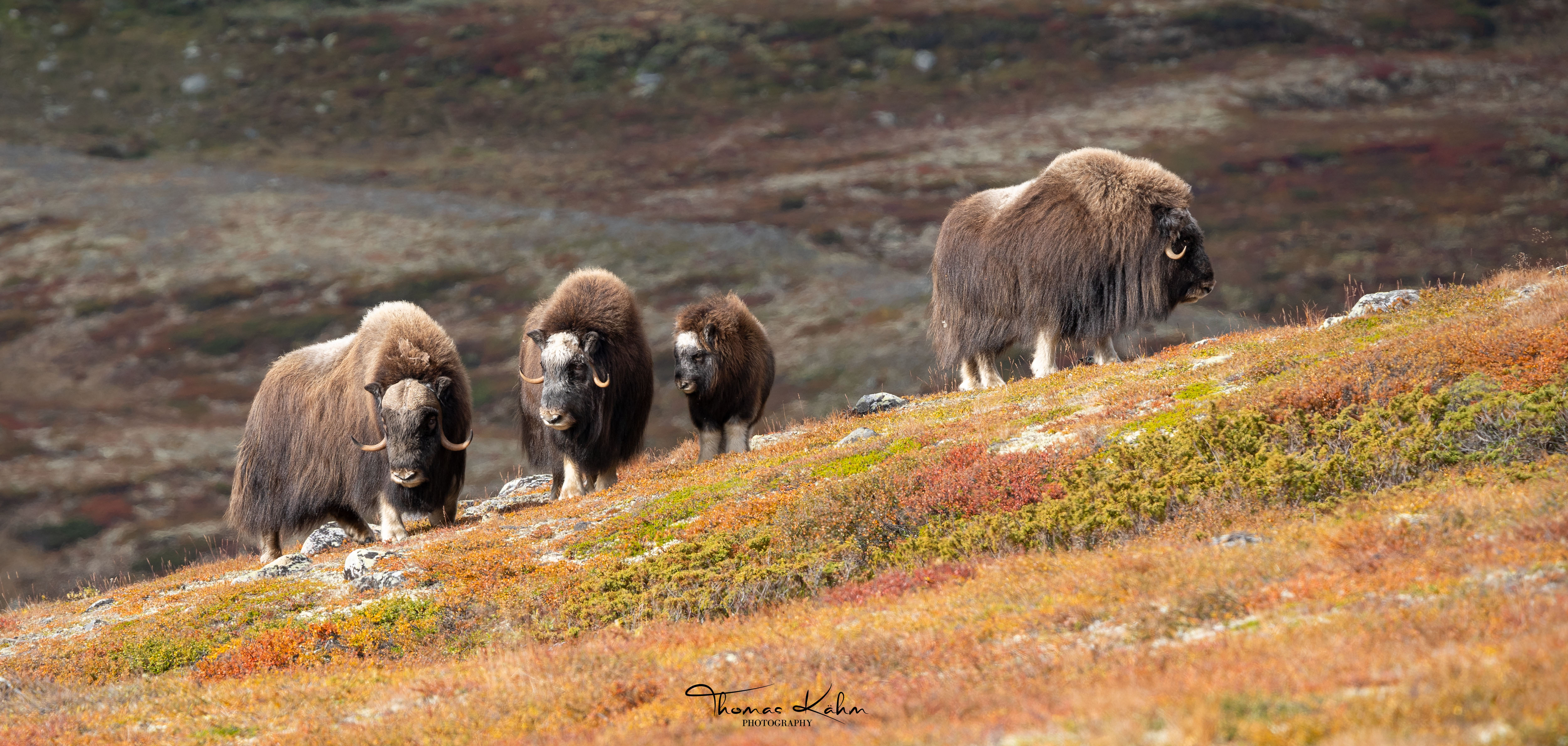 Moschusochsen auf der Anhöhe
